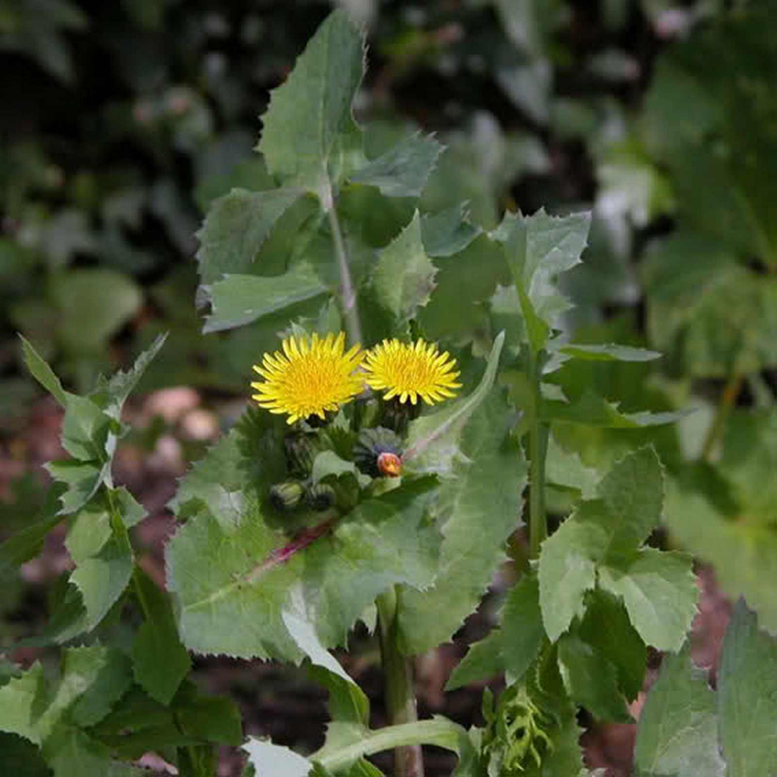 Осот полевой сорняк. Осот огородный. Осот огородный (Sonchus oleraceus). Осот полевой огородный желтый. Осот полевой (Sonchus arvensis),.