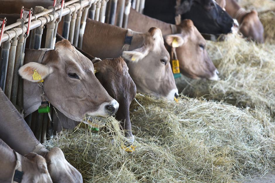 farma krava Alen Peršić Medulin