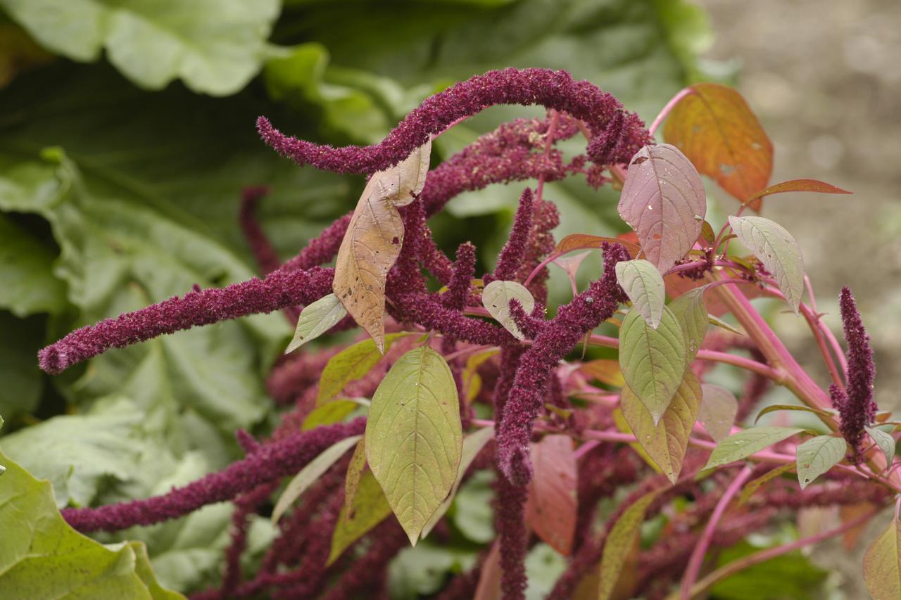 amaranthus