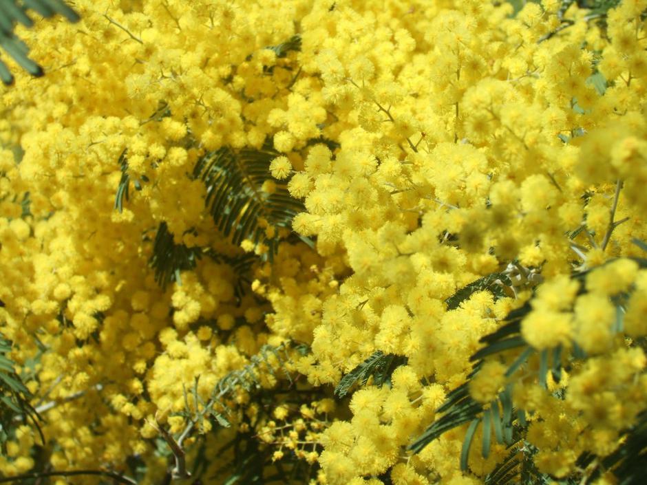 Ćudi vremena: prije mimoza procvjetala i zlatna brnistra