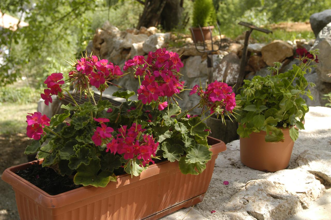pelargonija