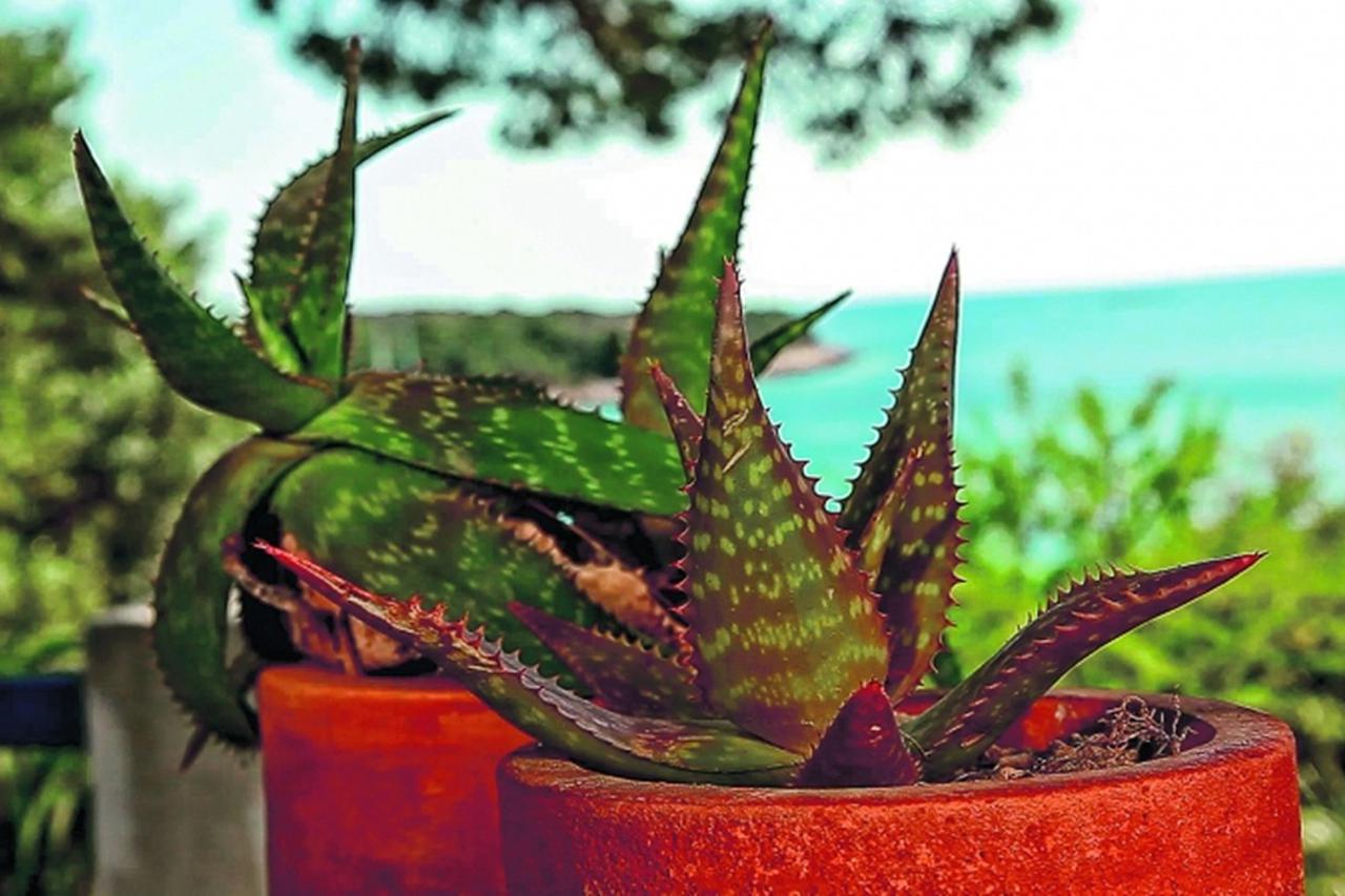 Razmnožavanje Aloe