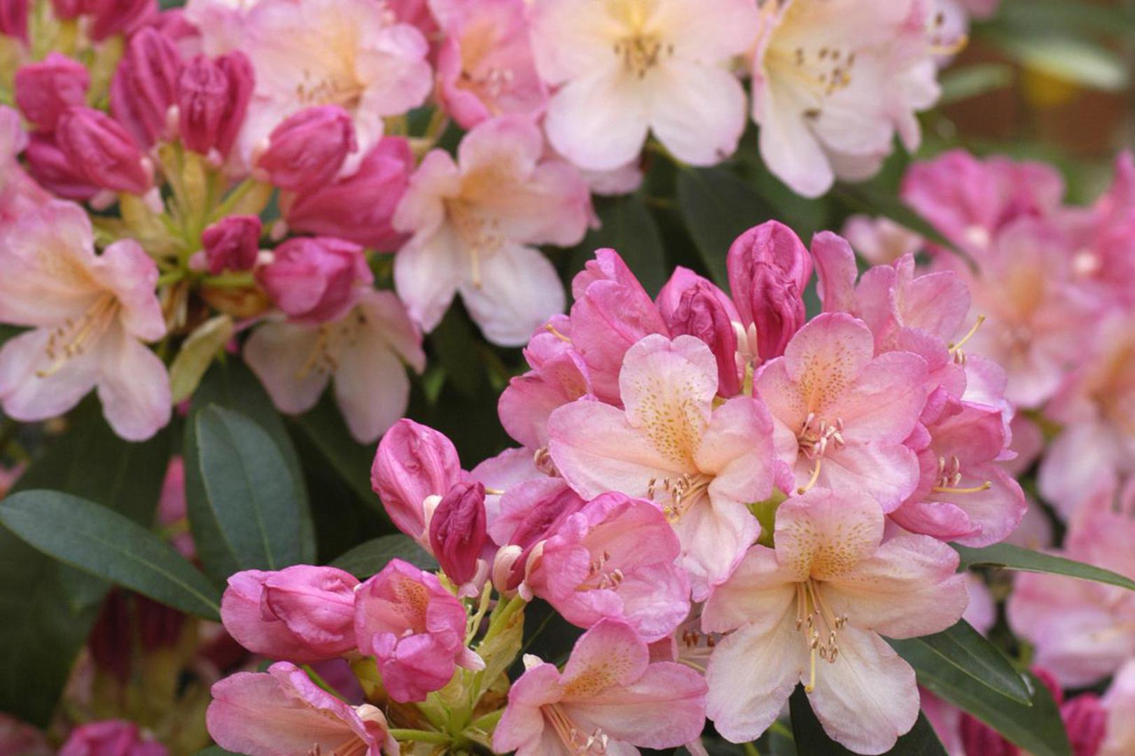Grmovi rododendrona cvatu već od ožujka, ovisno o vrsti. Biljku uvijek treba zasaditi u kiselu zemlju. Orezujte samo grane koje narušavaju dobar izgled grma, a cvjetove orežite nakon sadnje