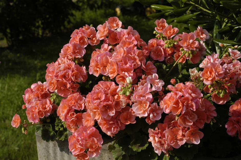 pelargonija