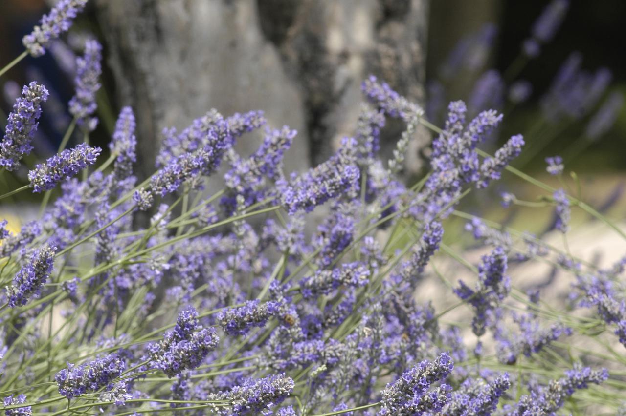 lavanda
