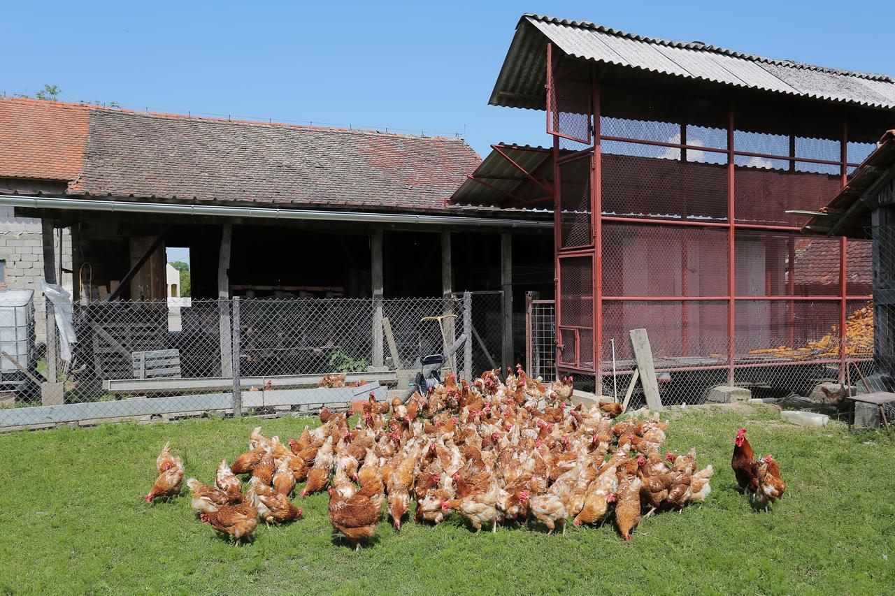 OPG Dražen Frljak bavi se uzgojem oraha, lješnjaka i kokoši nesilica