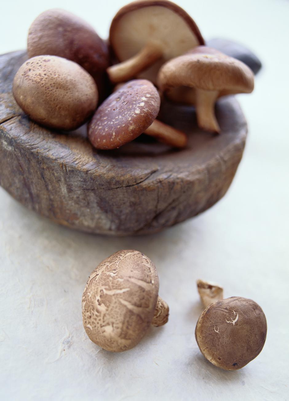 shiitake gljive