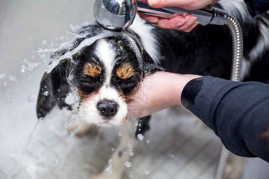 opium pet salon
