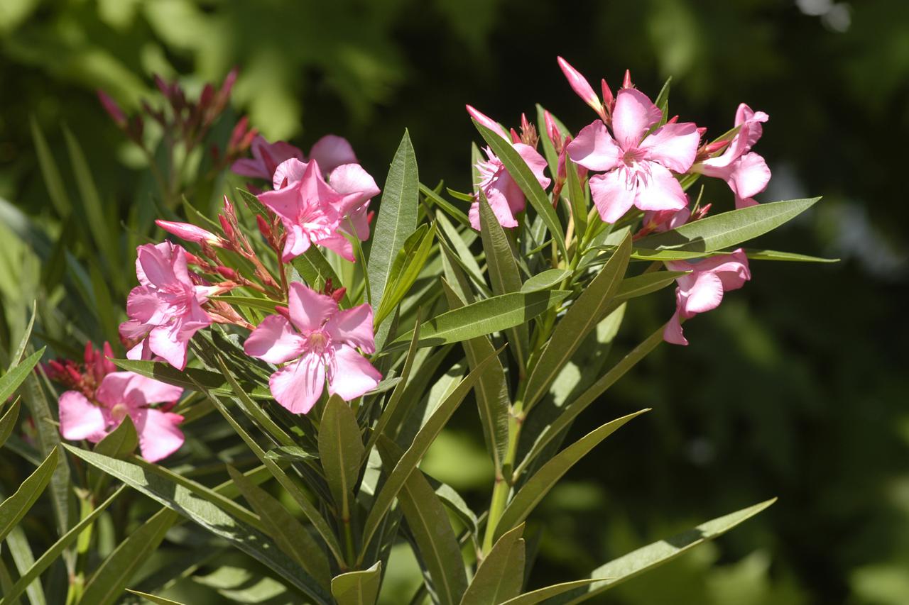 oleander