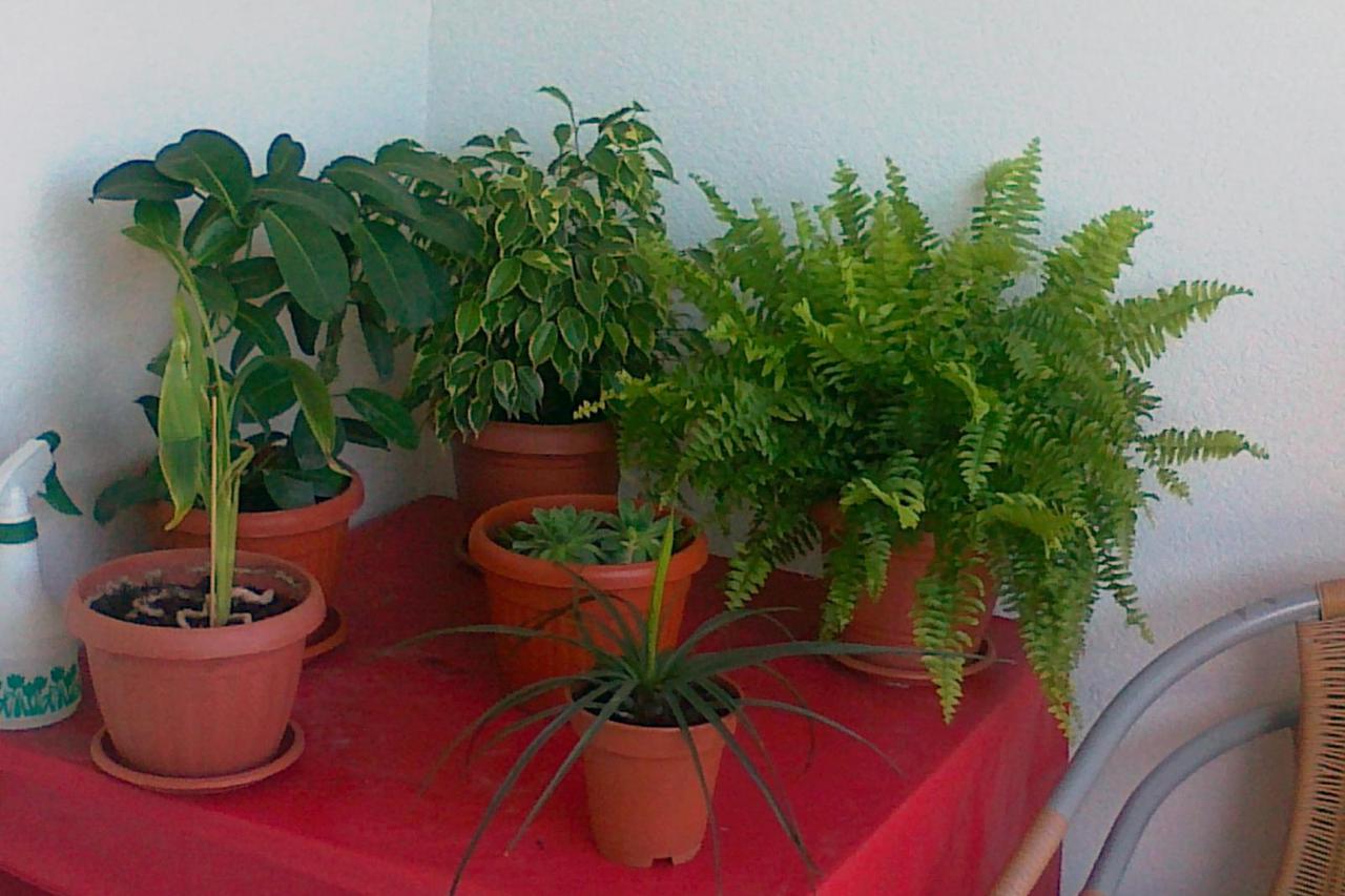 Zbog biljaka u lošem stanju nastala klinika za oporavak!