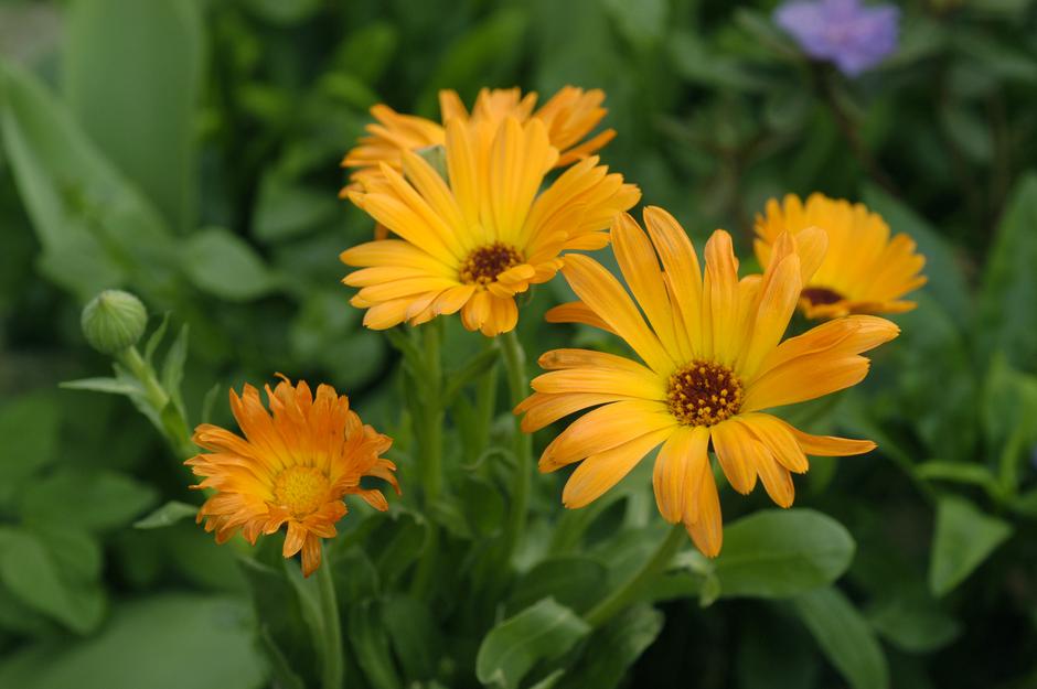 calendula neven