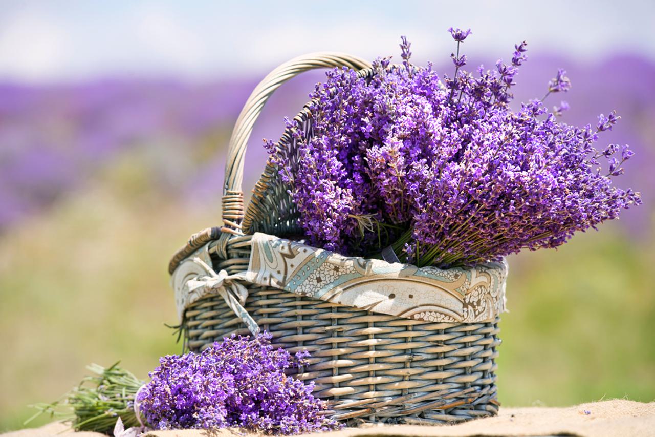 lavanda
