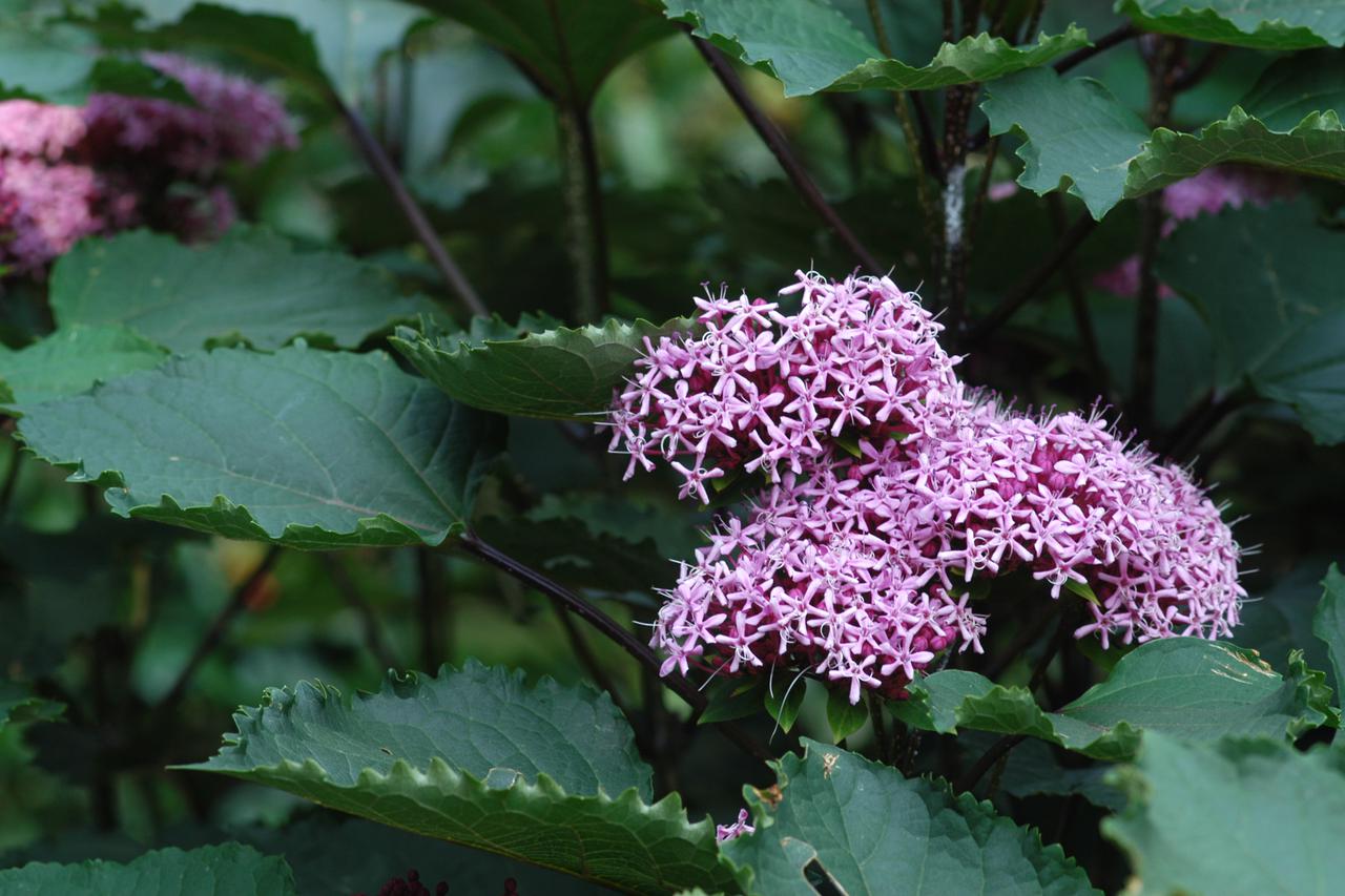 kineski klerodendron