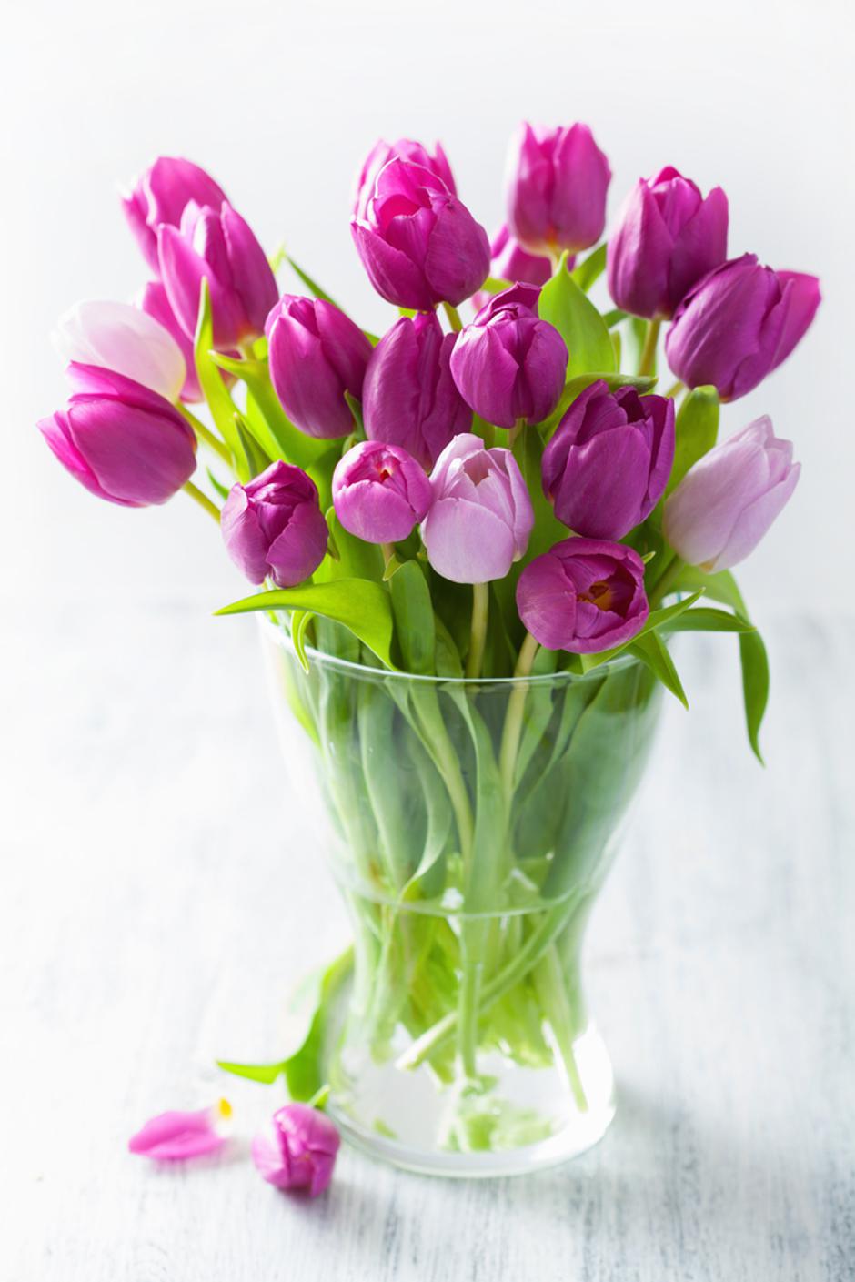 tulipani cvijeće
