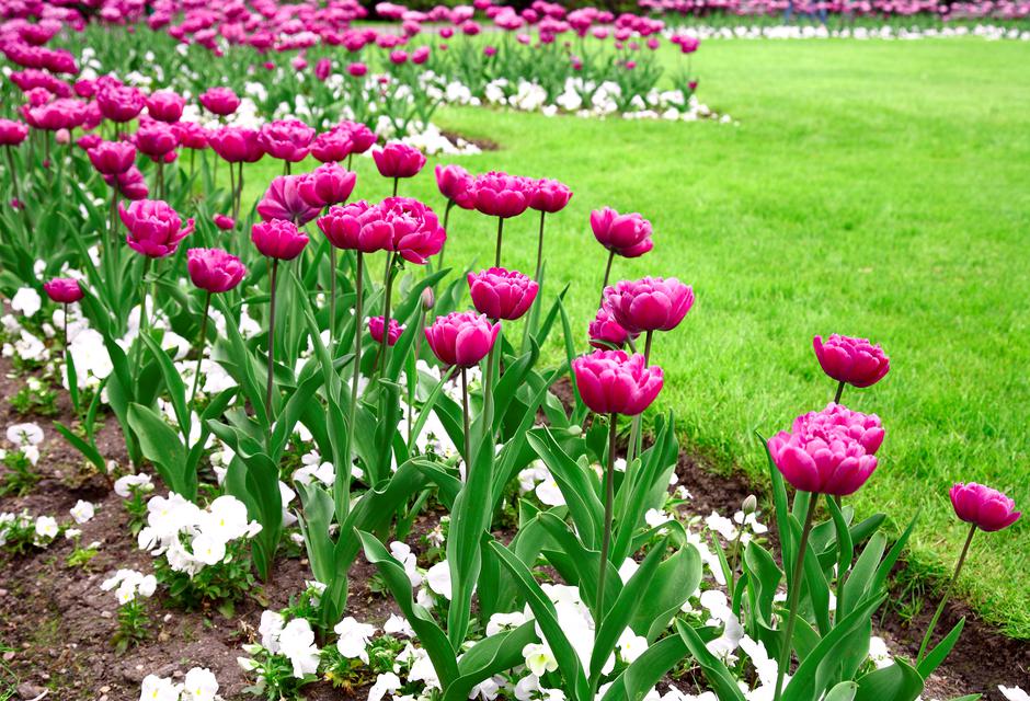 tulipan