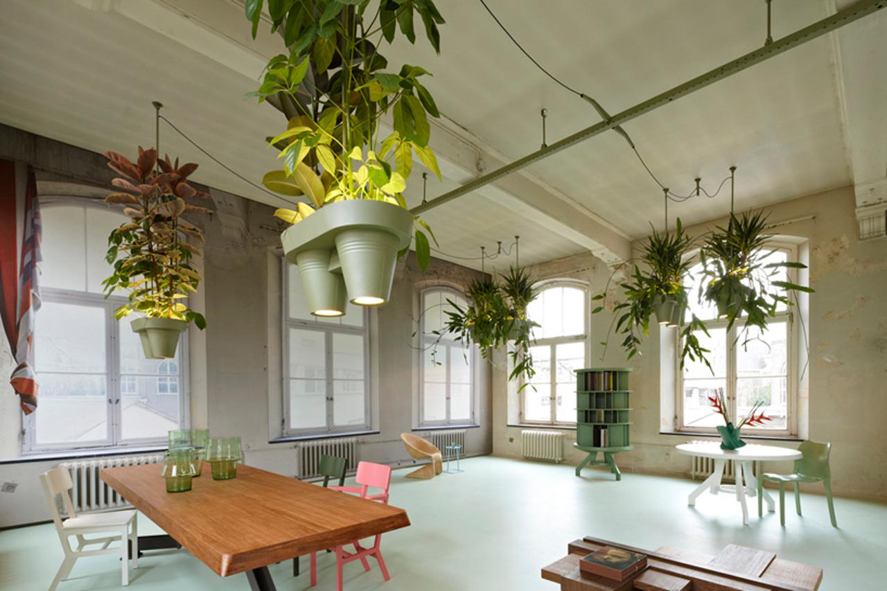 lampe biljke