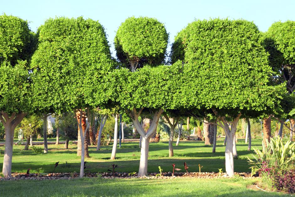 topiarij uređenje vrta skulpture