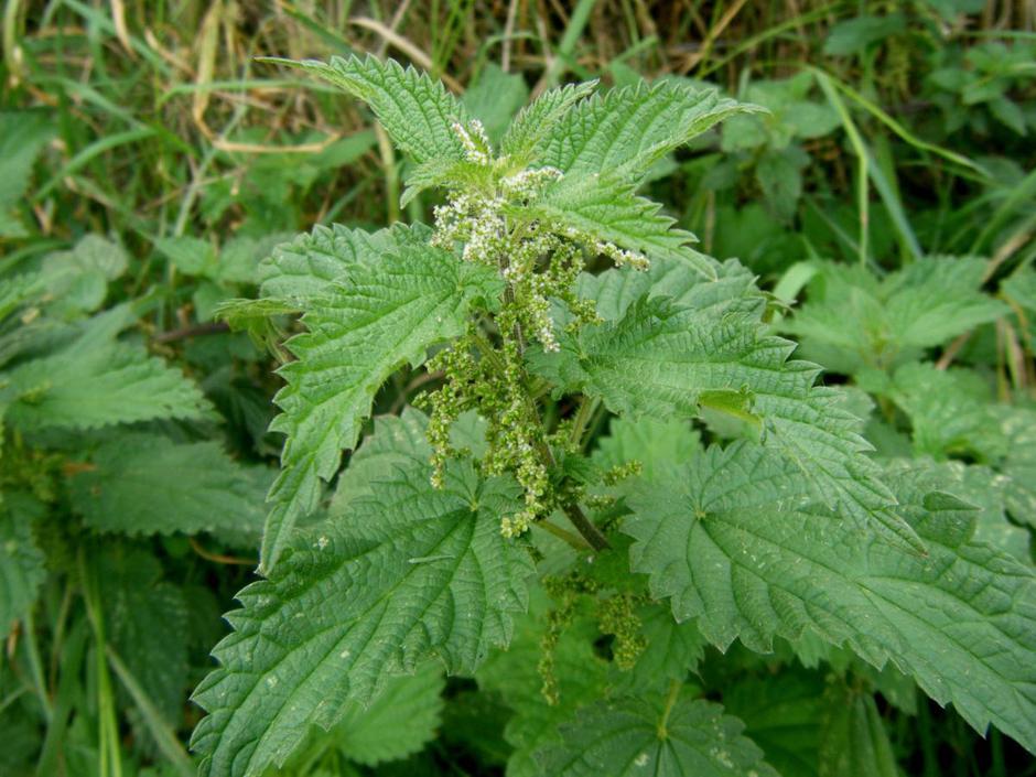 kopriva