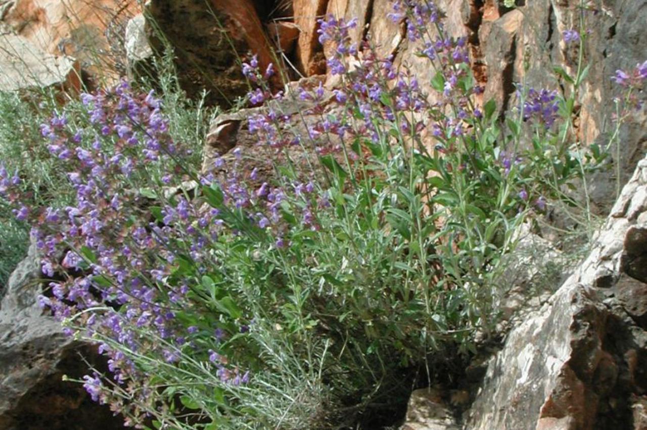 kadulja
