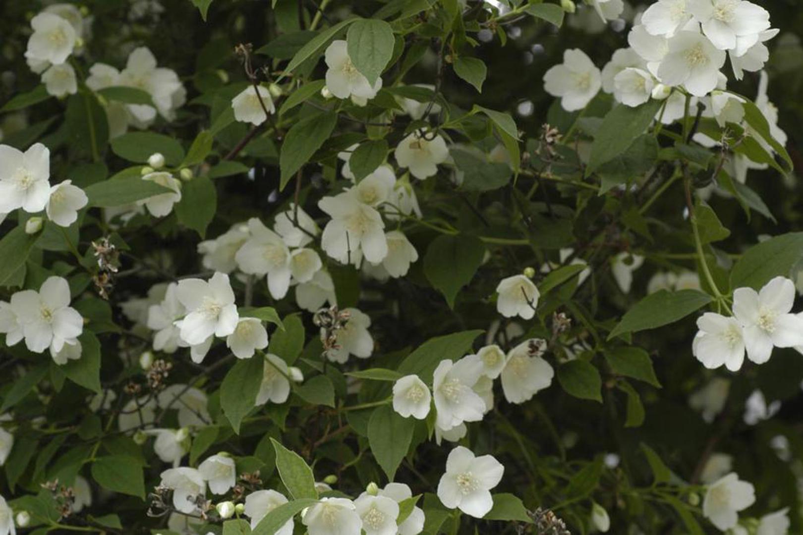Većina vrsta jasmina koje se uzgajaju zbog svog ugodnog mirisa pripadaju penjačicama. Najpopularniji grmoliki jasmin je J. nudiflorum, koji zimi cvate svijetložutim cvjetovima