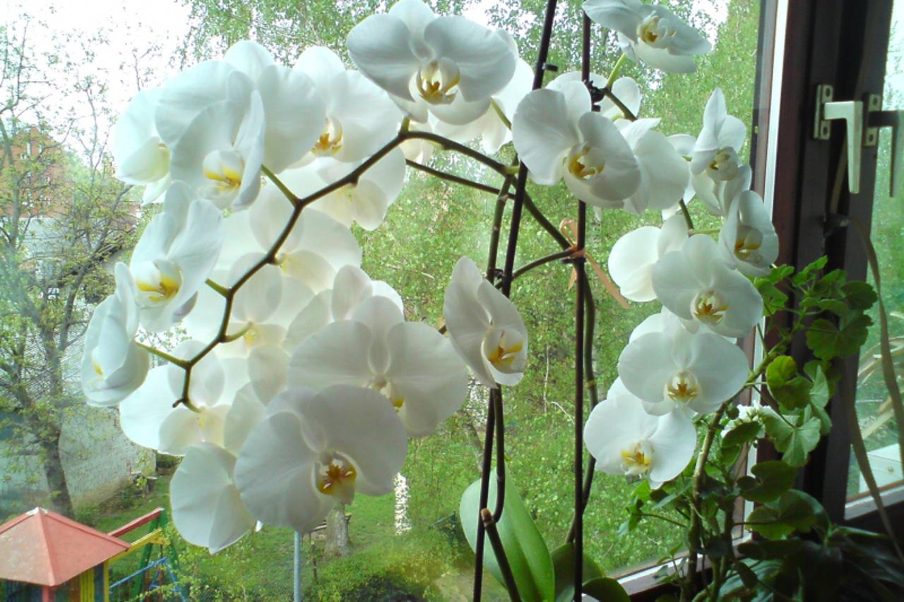 Spašena iz smeća, orhideja vraća ljubav sa svih 38 bijelih cvjetova