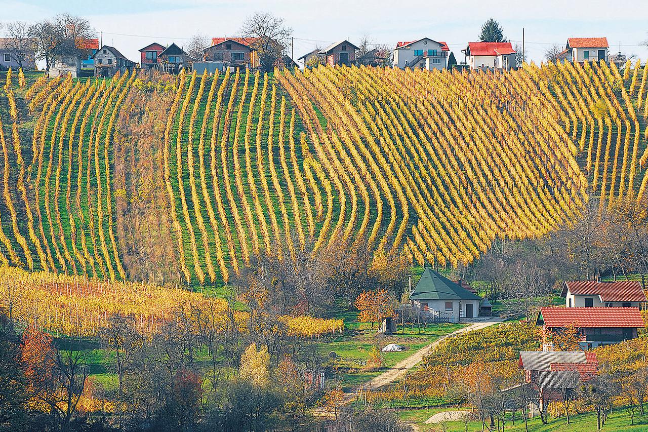 Pušipel nova je hrvatska zvijezda na vinskom nebu