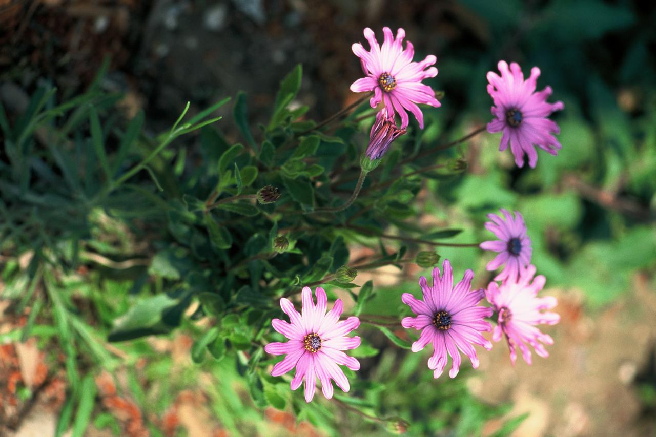 osteospermum