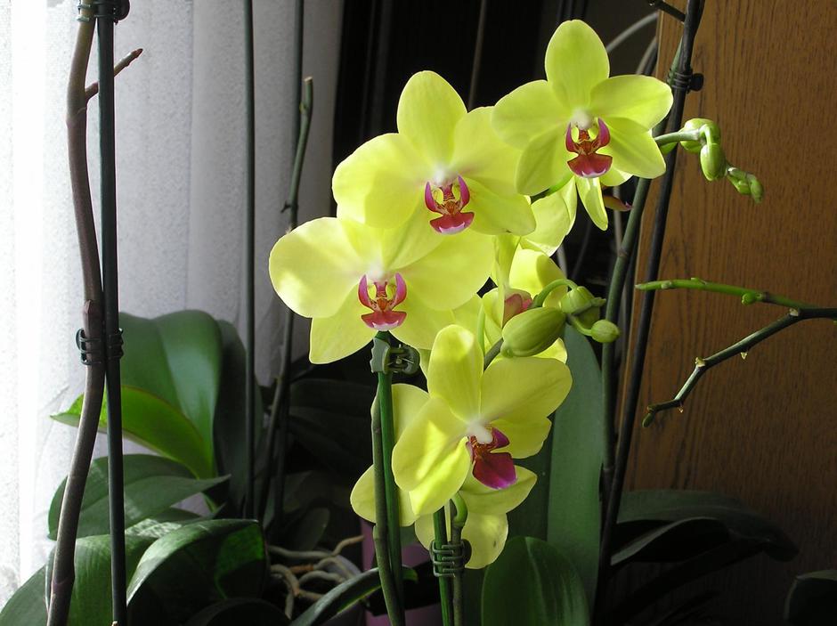 Orhideja pruža puno ljepote, a traži jako malo pažnje i njege