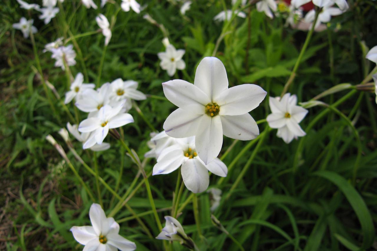 Ipheion uniflorum
