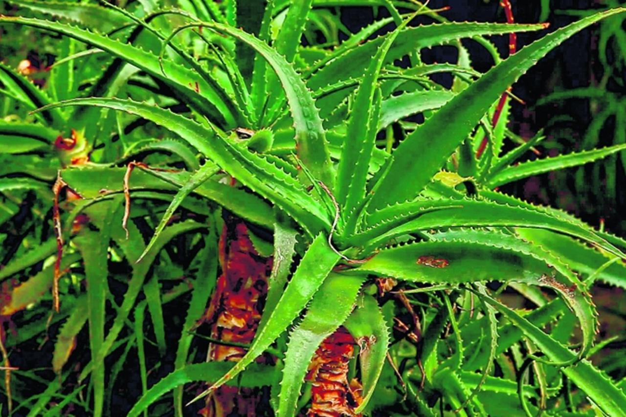 Razmnožavanje Aloe