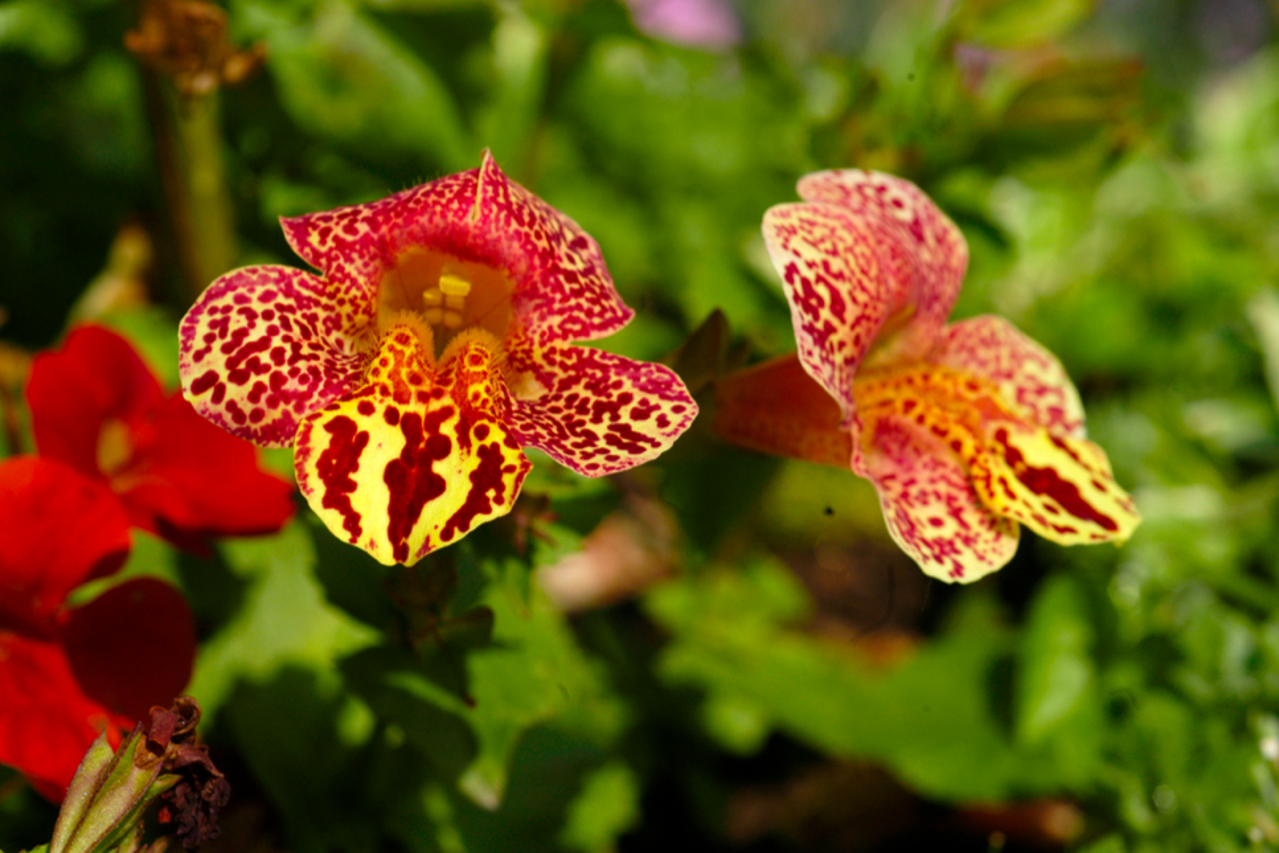 glumarica