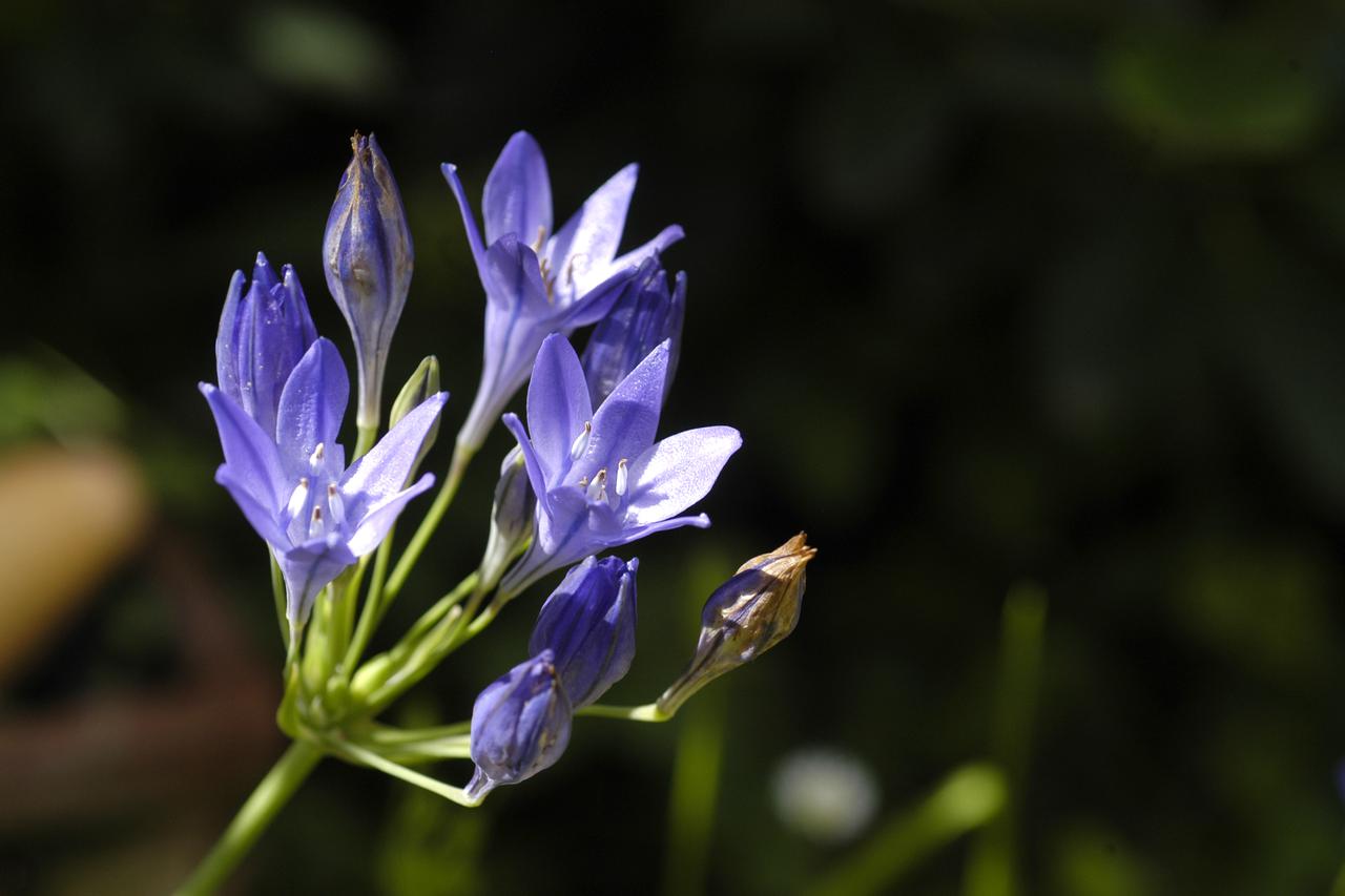 ixia
