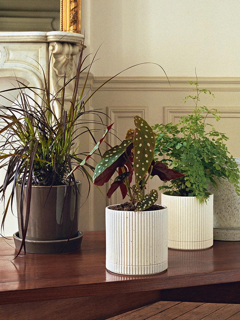 Osim što su iznimo dekorativne, biljke pročišćuju zrak