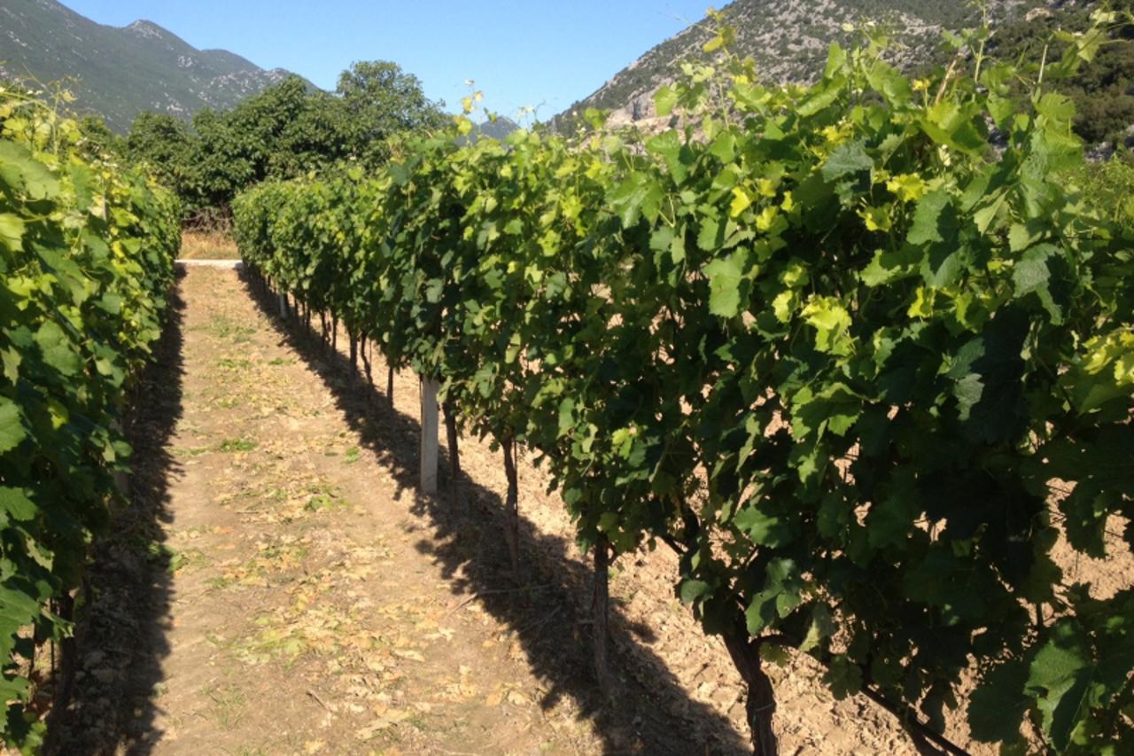 O urednosti vinograda ovisi i kvaliteta grožđa