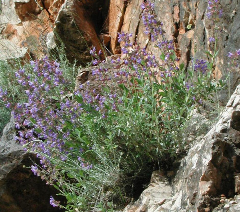 kadulja