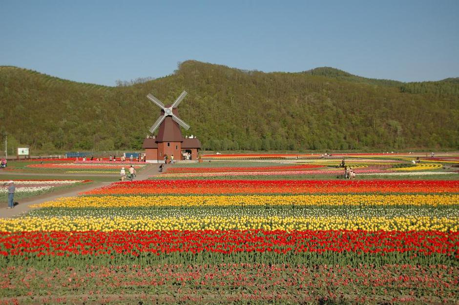tulipani nizozemska