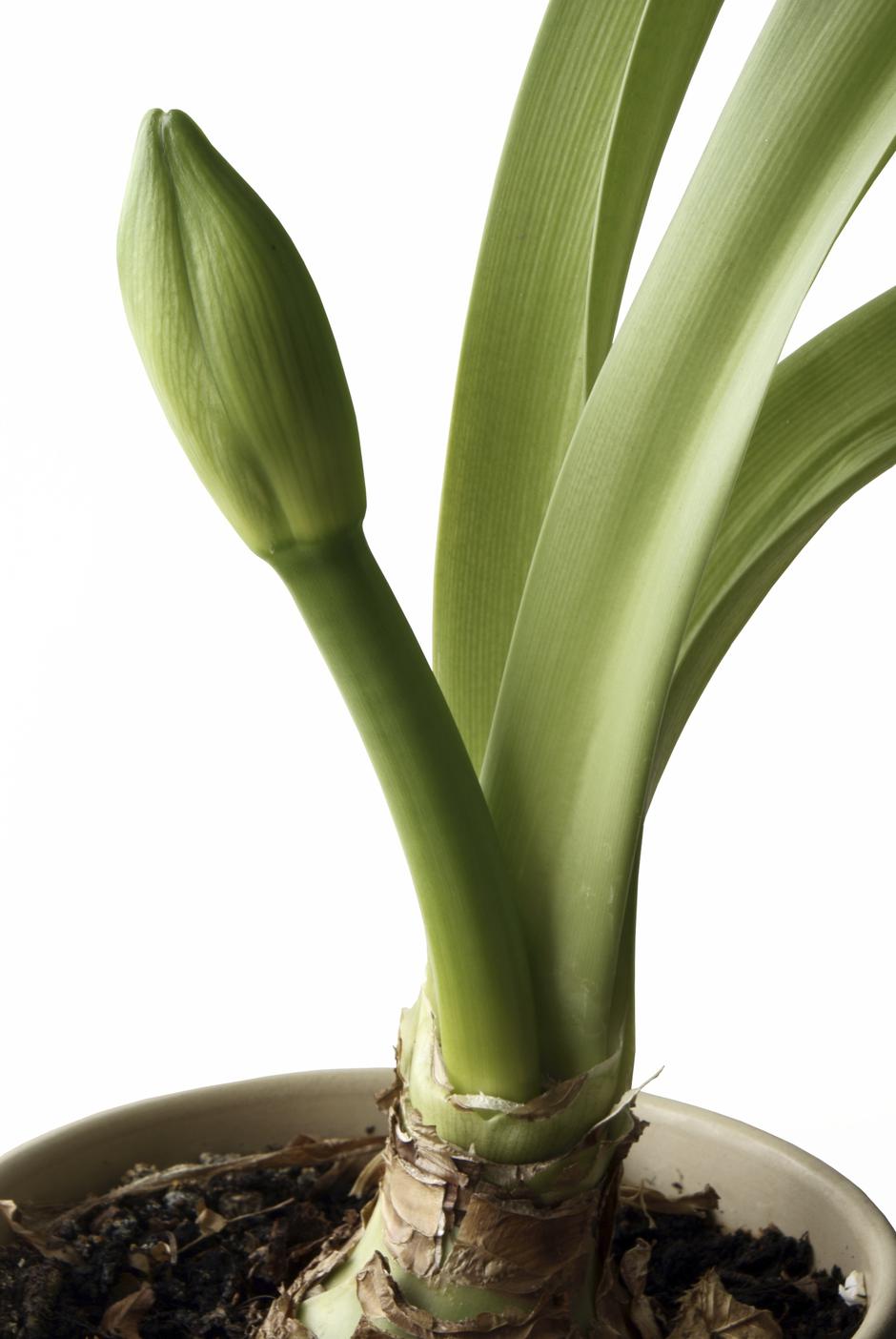 amarilis