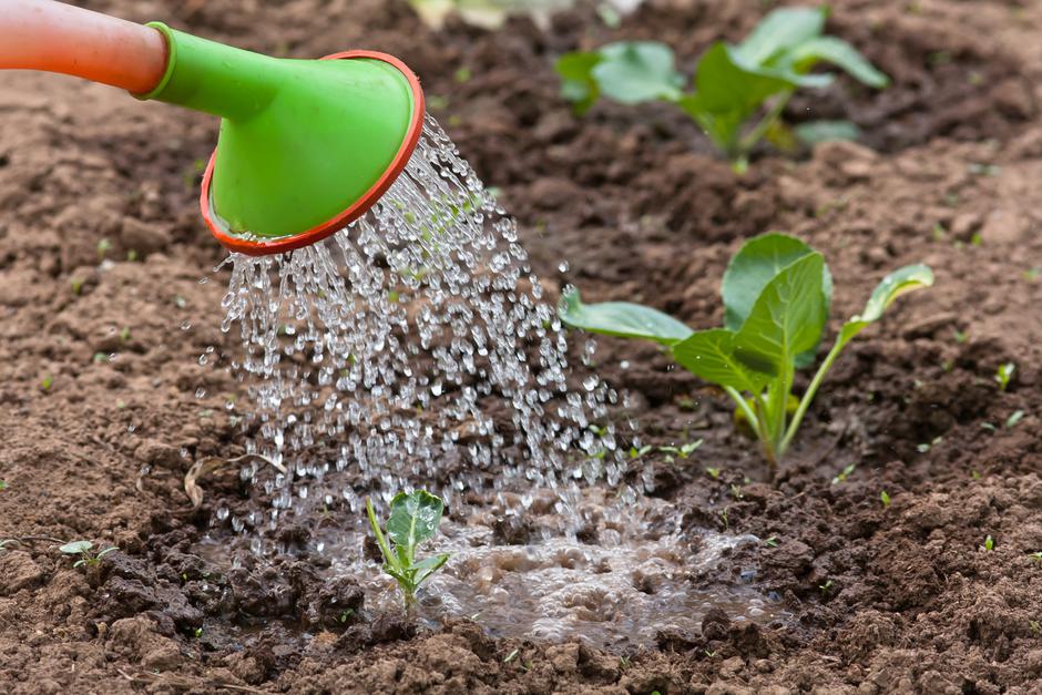 trikovi za uzgoj vrt cvijeće povrće zalijevanje