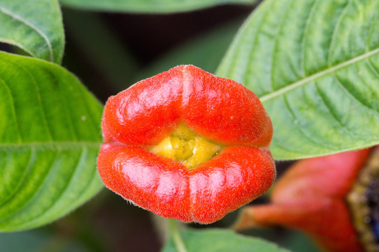 biljka ljudske usne hot lips