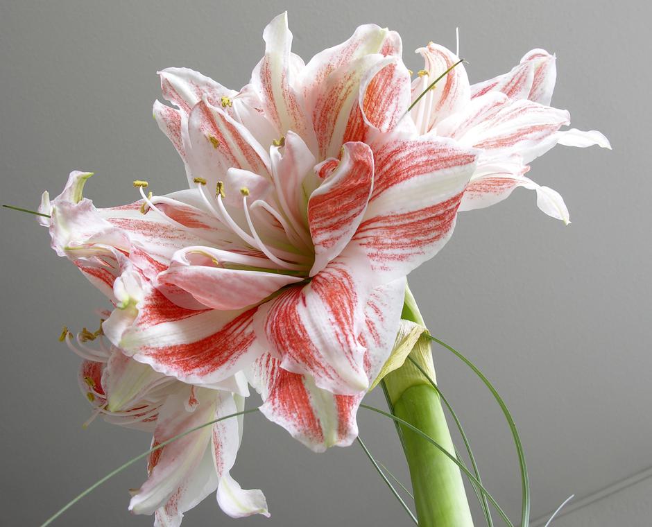 amarilis