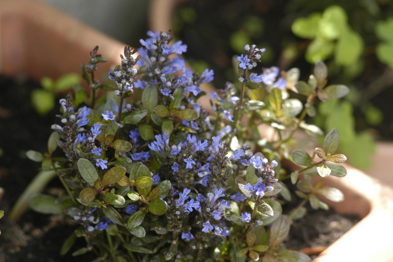 ajuga