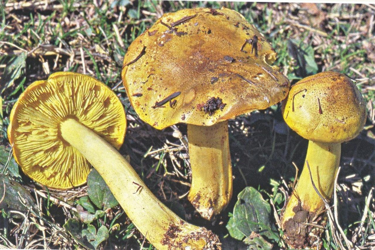 U Toksikologiji gljiva objavljene su pogrešne slike i otrovnih gljiva