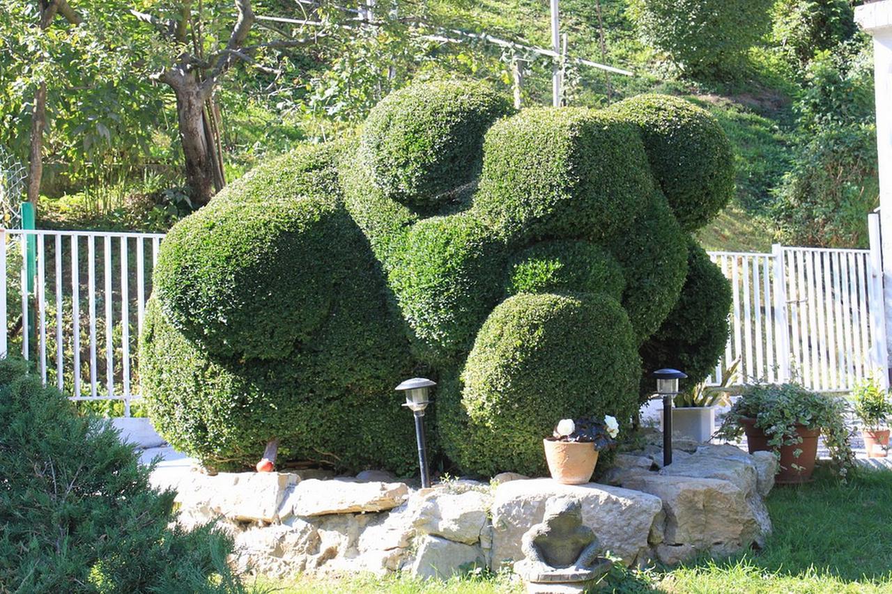 Bajkovit vrt! Od stogodišnjeg grma 8 godina oblikovali žabu