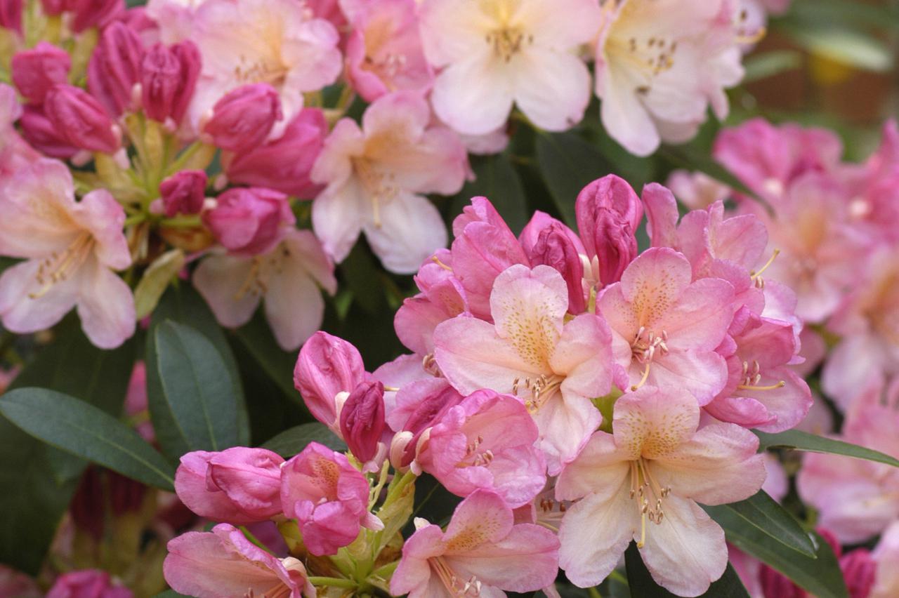 rododendron