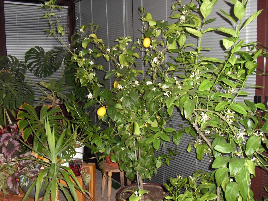 Savjetujemo: Limun koji raste u posudi treba dosta svjetla