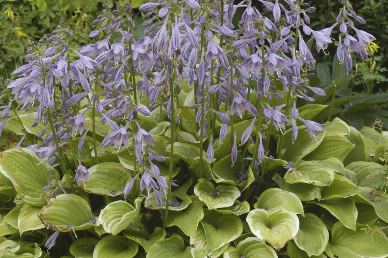hosta