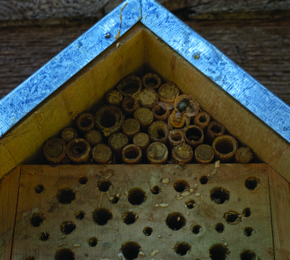 pčele kornelija