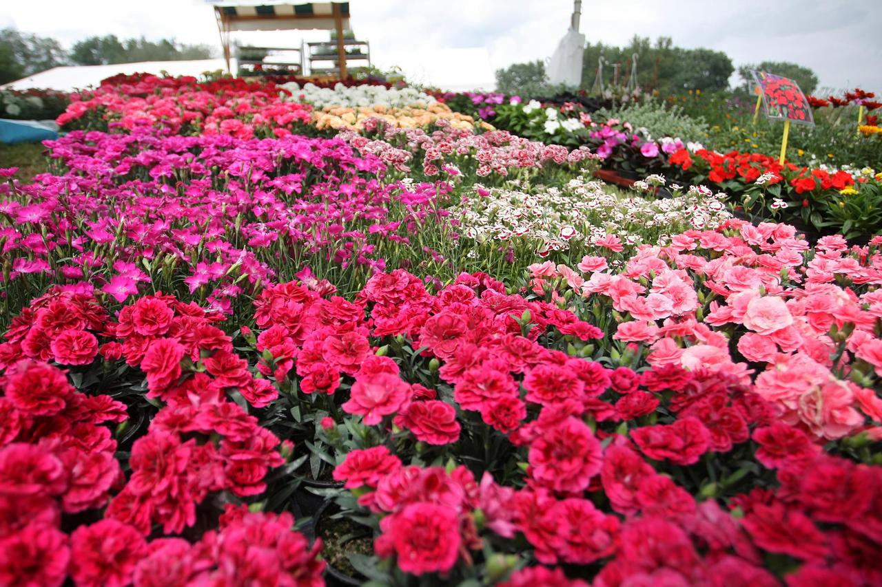 floraart