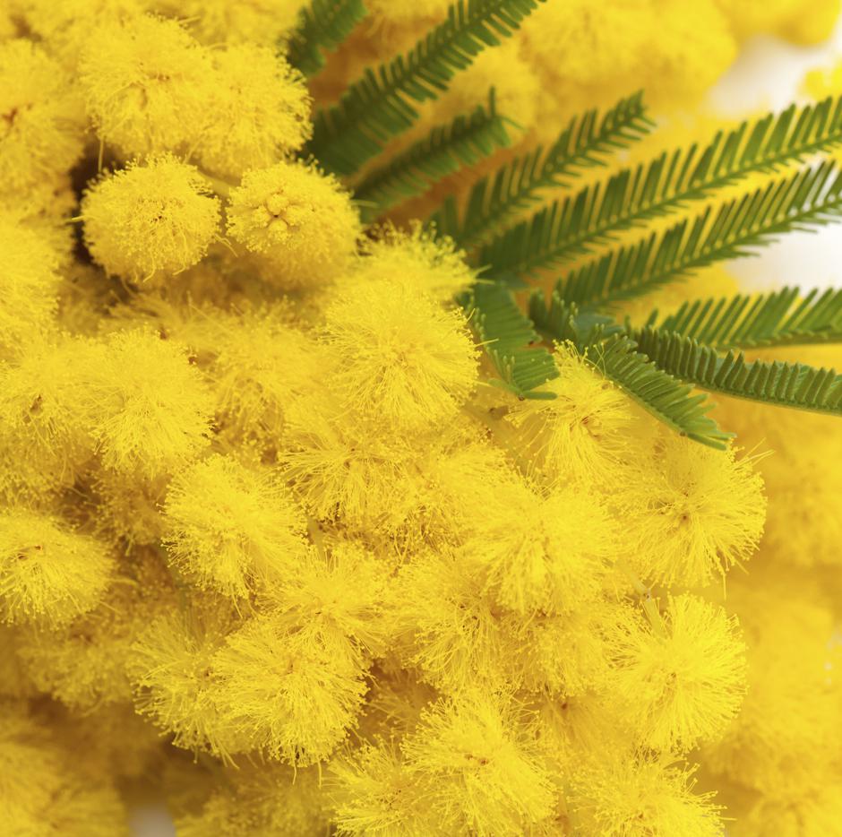 mimoza