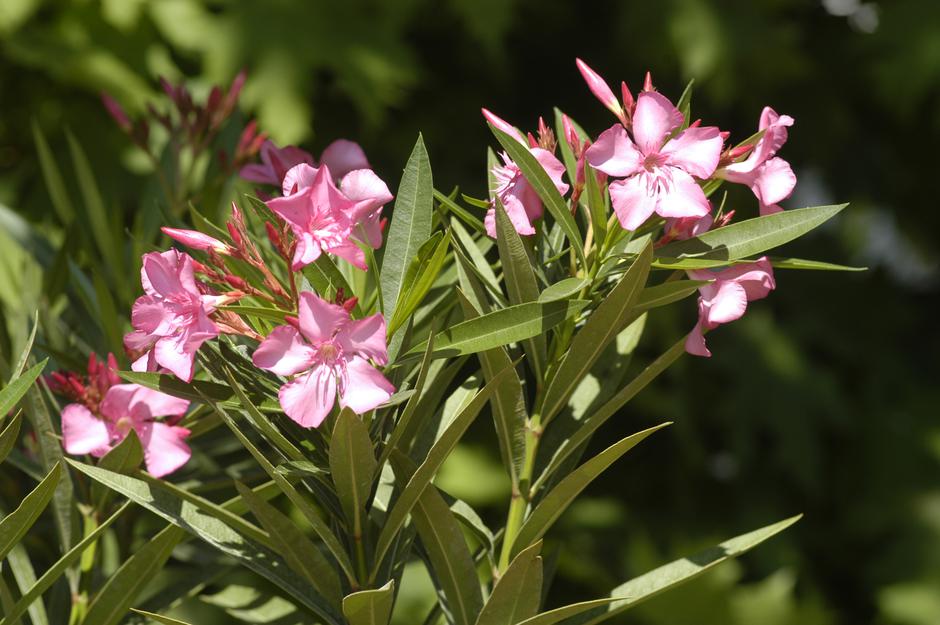oleander